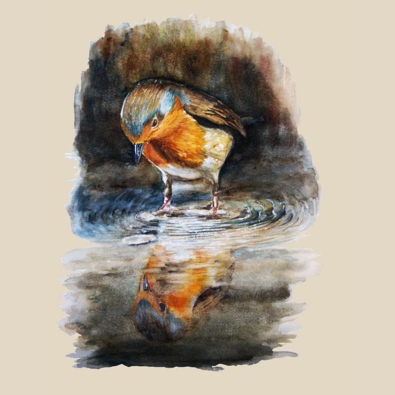 robin