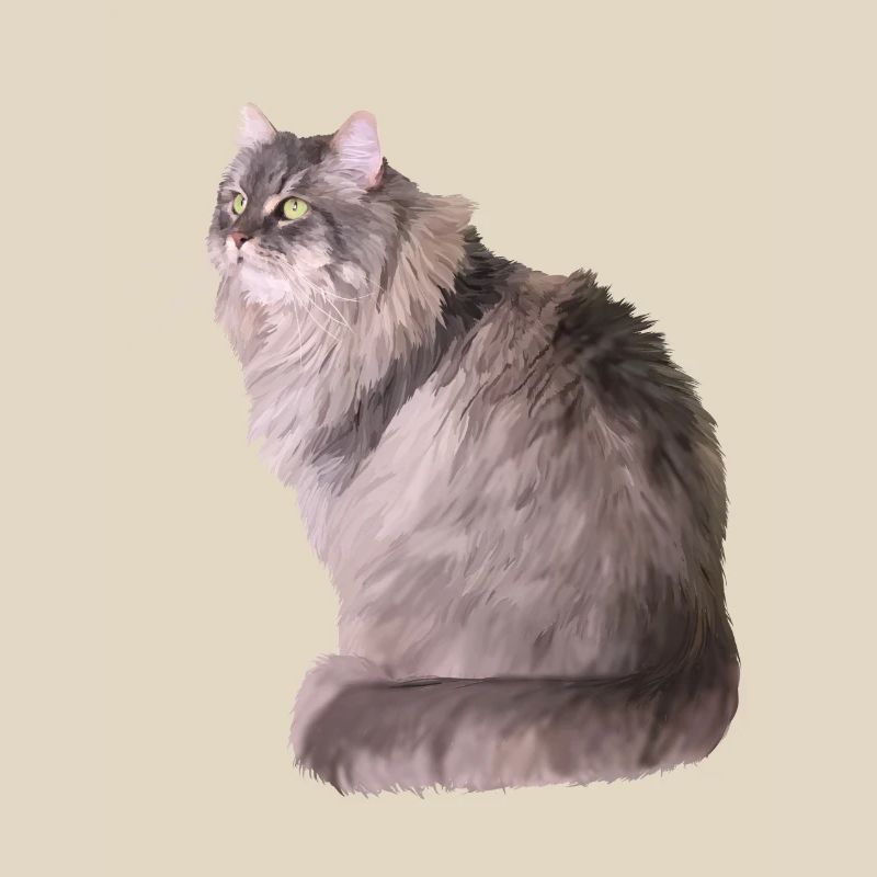 Chat