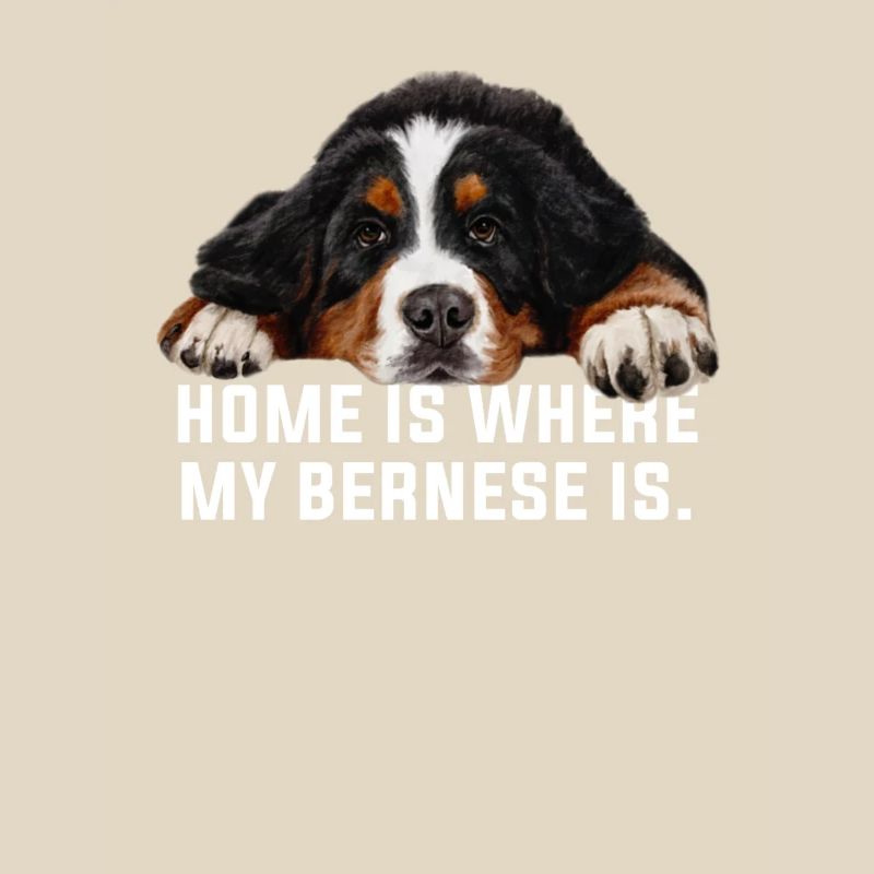 Bouvier bernois