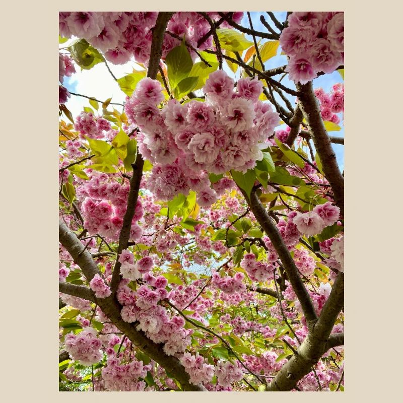 Cherry blossom magic in spring