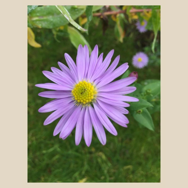 fleur pourpre