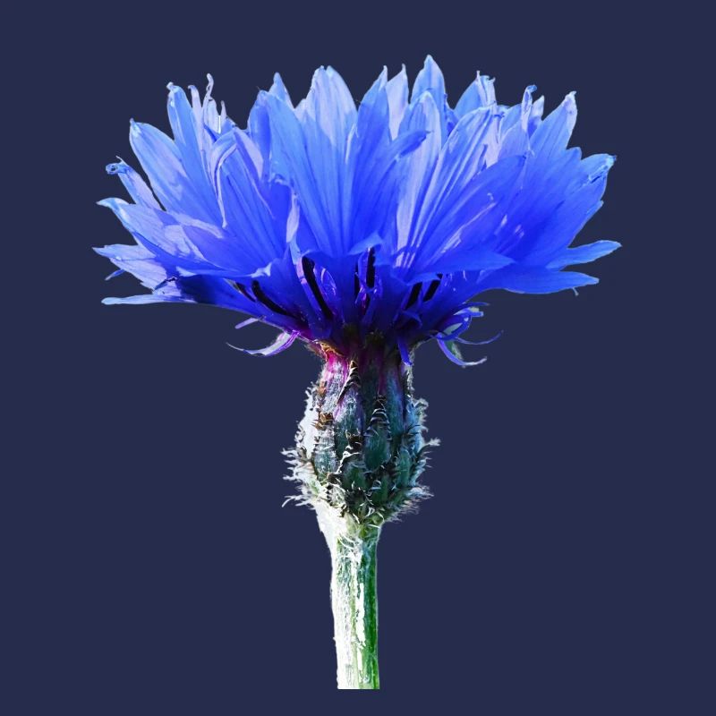 Cornflower