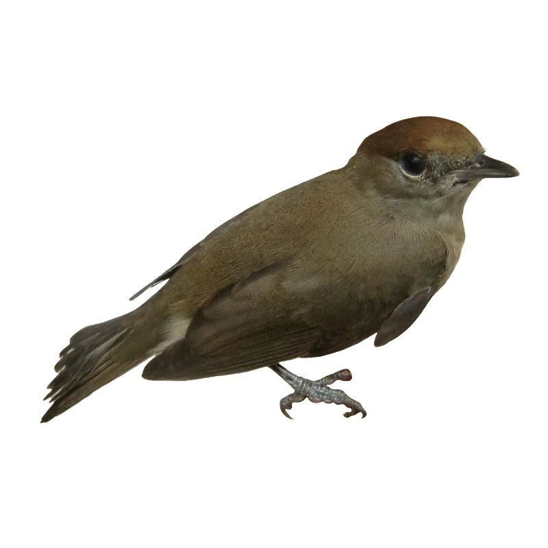 Blackcap female