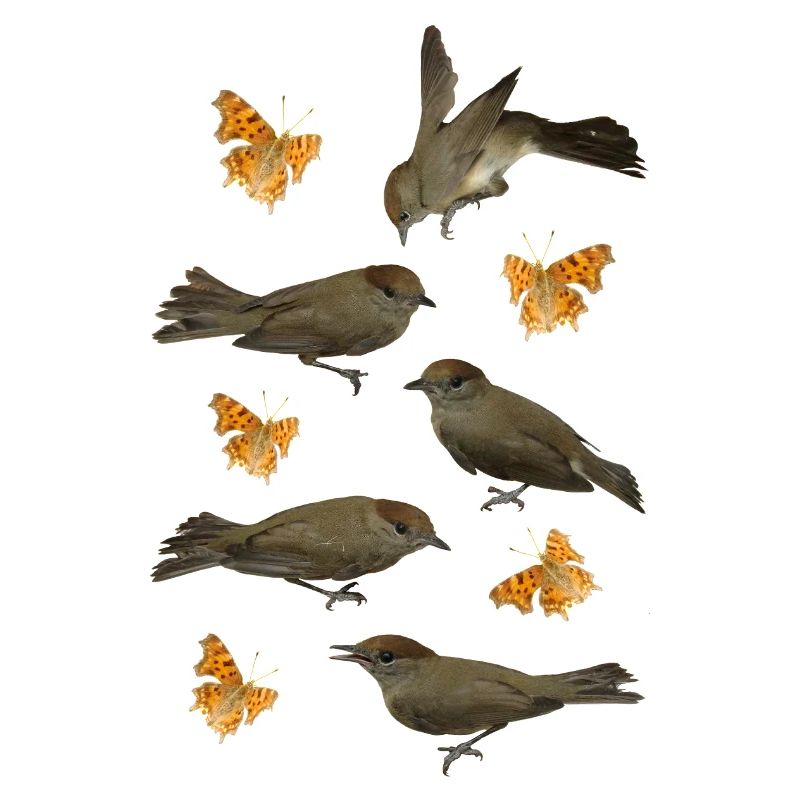 Blackcap with C-butterfly