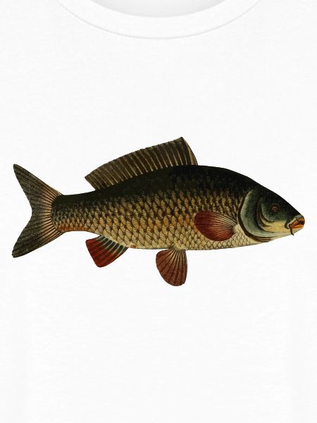 fish107