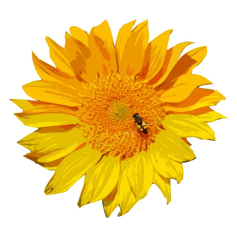 sonnenblume Biene