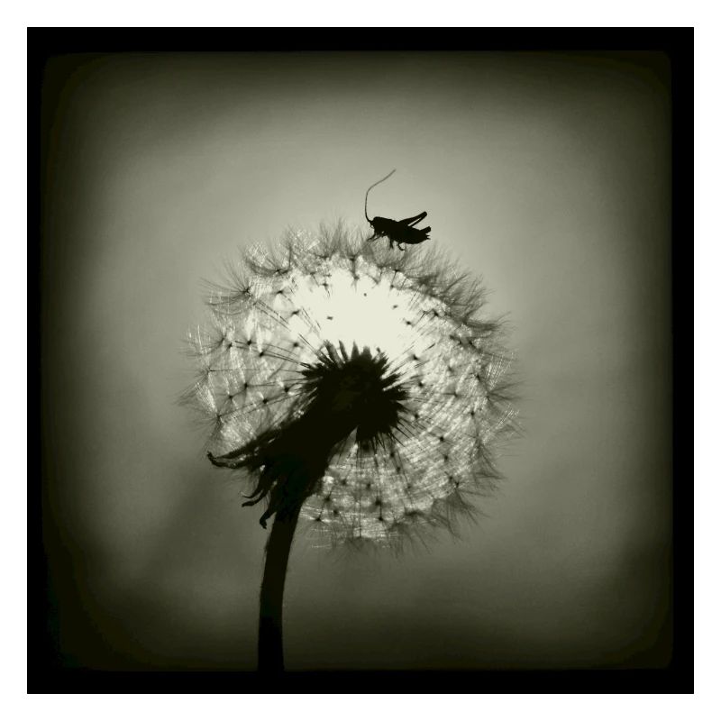 Tiny Planet
