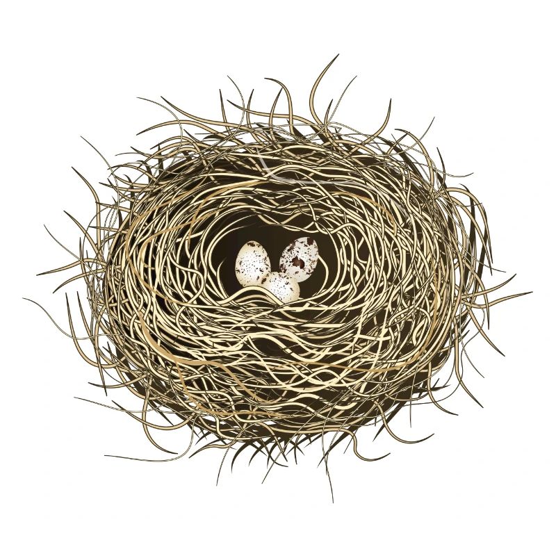 Vogelnest oder Osternest mit drei Vogel Eier