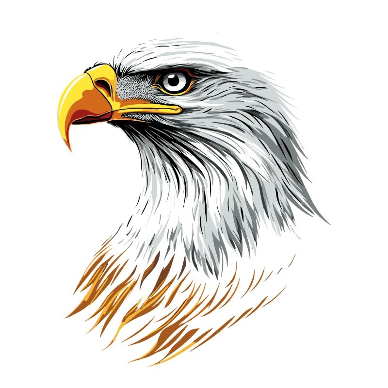 Eagle Bald Eagle Golden Eagle White-tailed Eagle