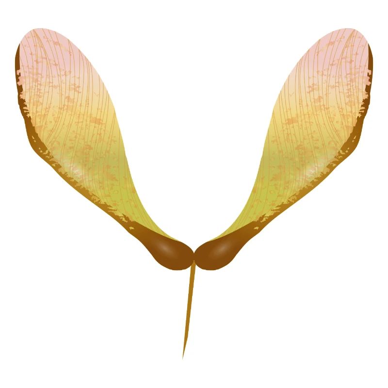 Delicate maple seed – autumnal nature motif