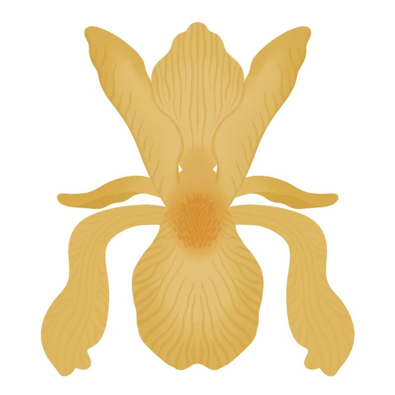 Floraison d’Iris doré