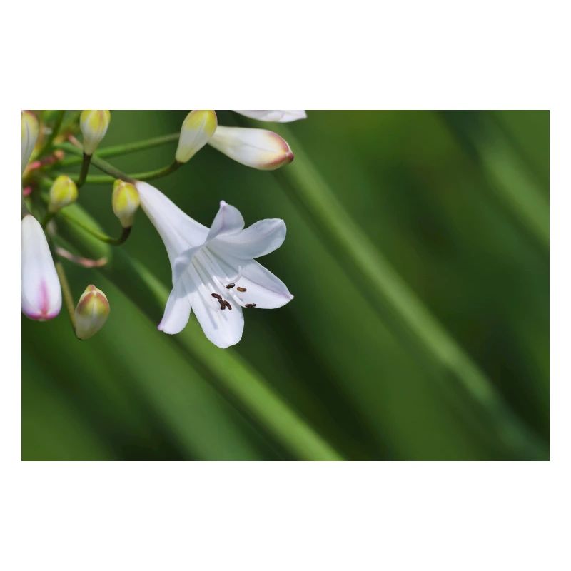 Macro de la fleur de lys blanc