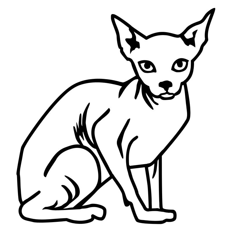 Chat