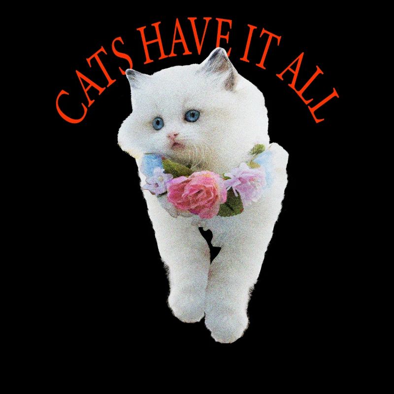 Chat impertinent