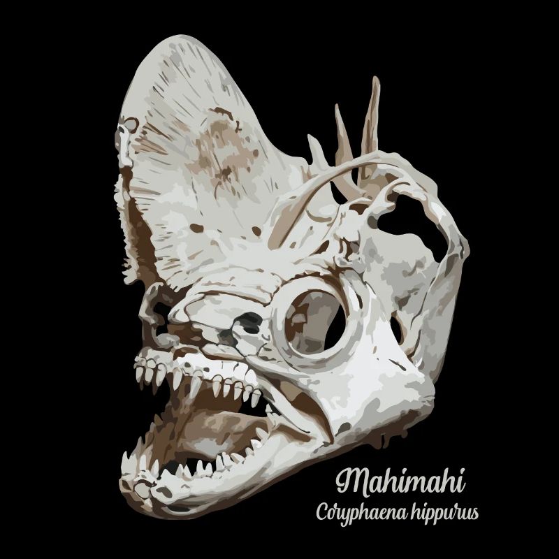 Fossil dolphinfish Mahimahi skull