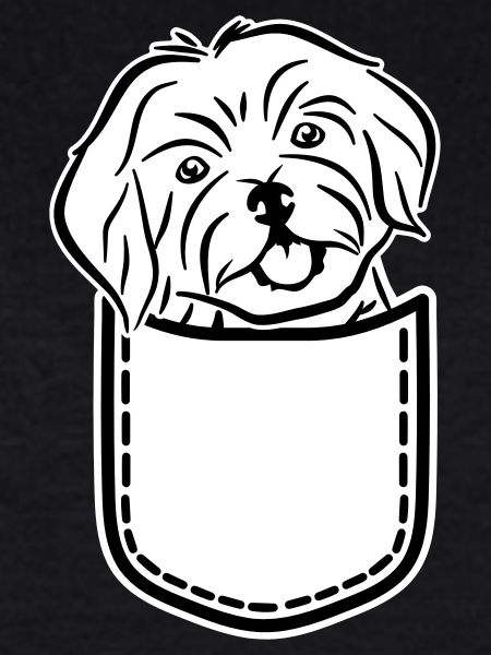 Havanese
