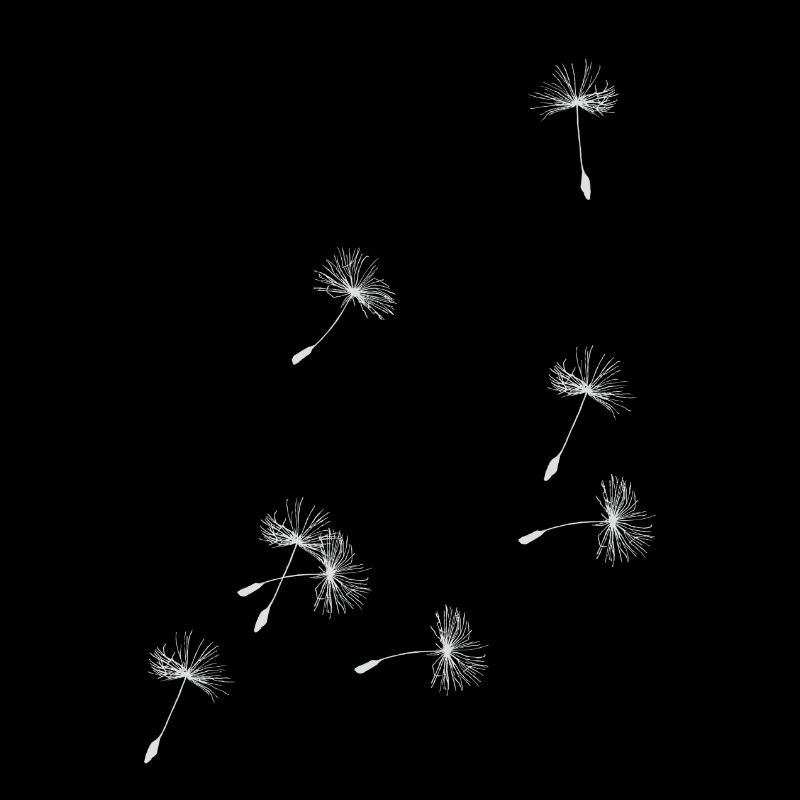 Flugschirme der Pusteblume. Geschenk