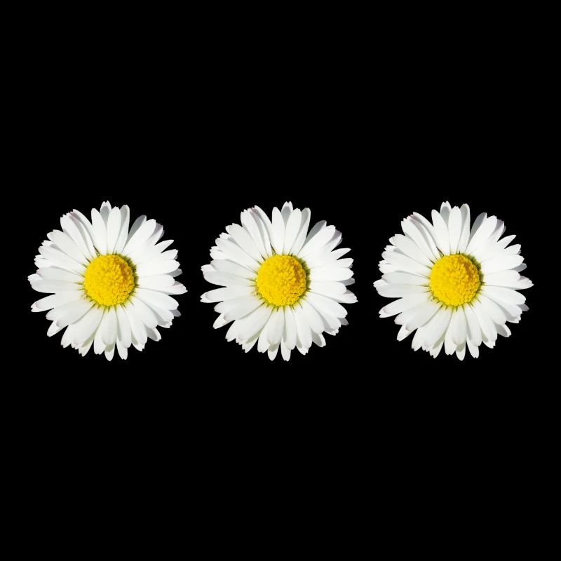 Gänseblümchen (3x)