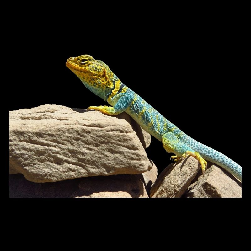 gecko lizard echse eidechse