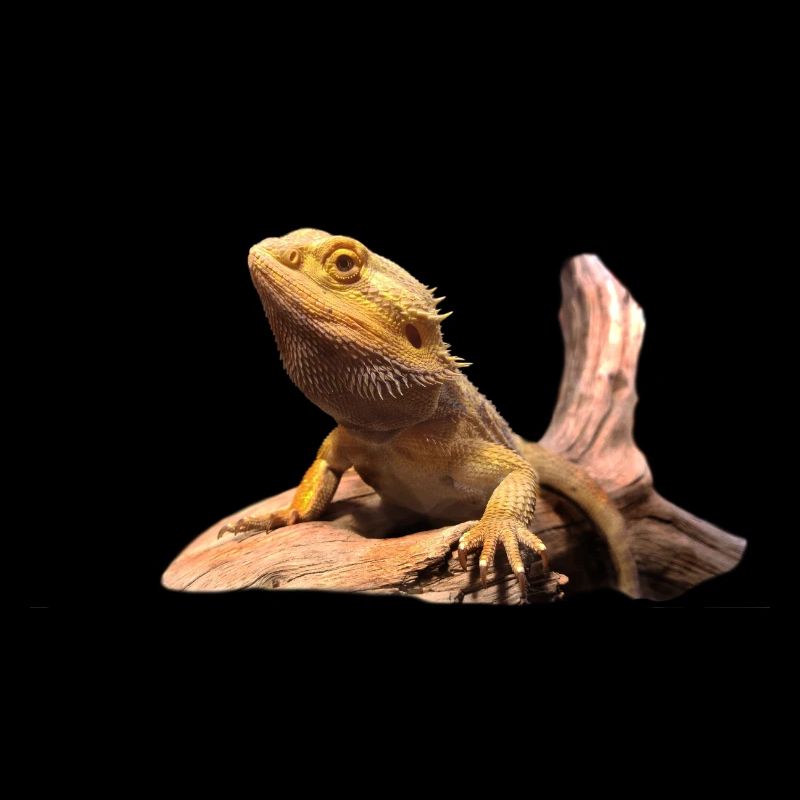 Bartagame