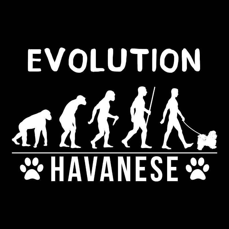 évolution havanais