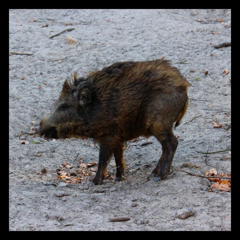 Wild boar hunter ranger hunt forest gift