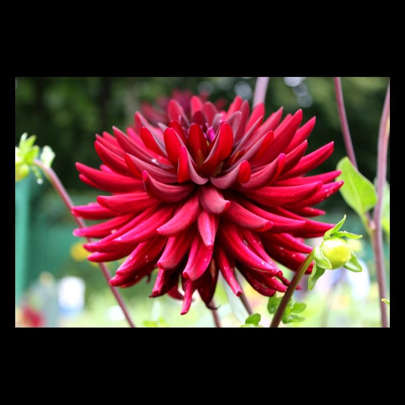 Dahlie rot Blüte ,Blume