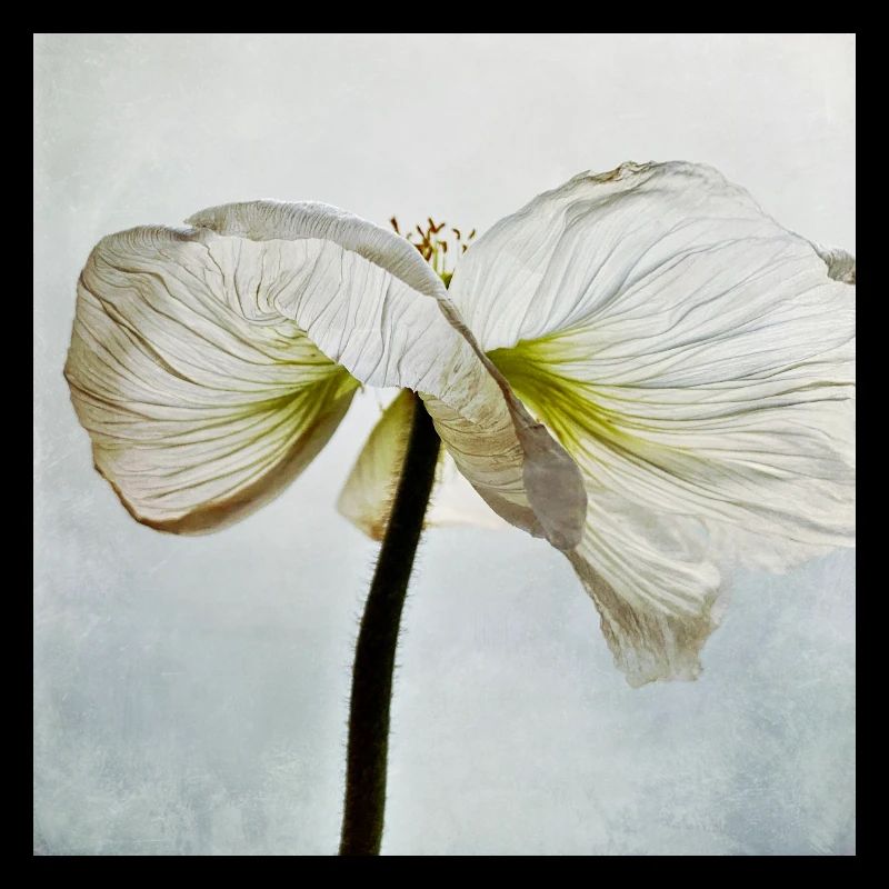 Fleur de pavot blanc