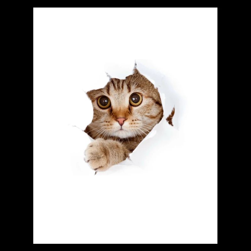 Chaton à coucou à travers une déchirure de papier