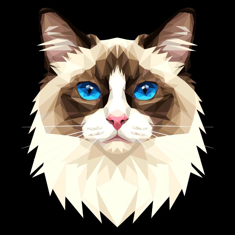 Ragdoll Chat Ragdoll Chat Mignons Chats Ragdoll
