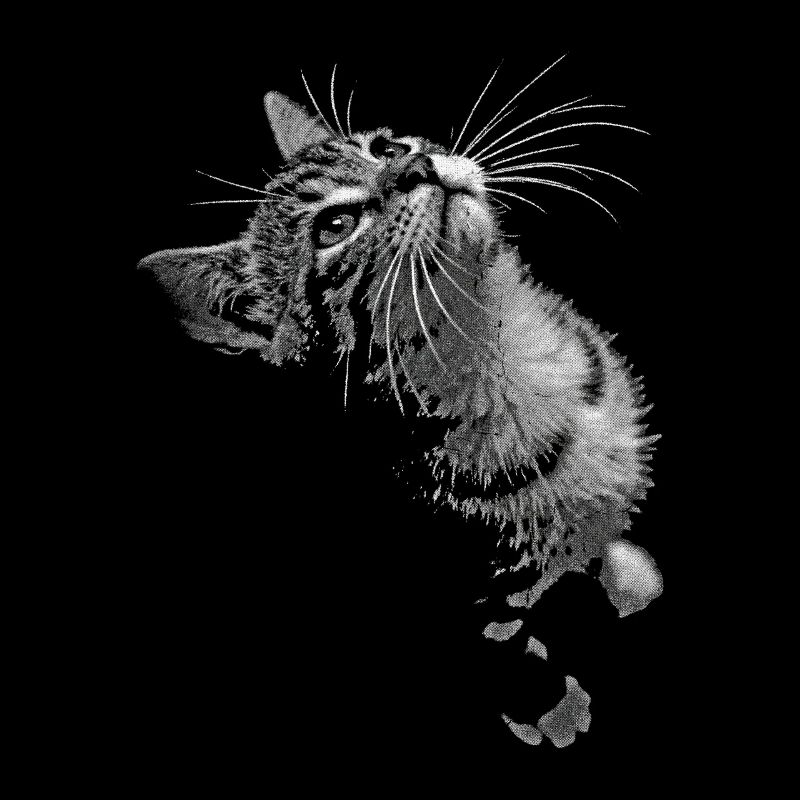 Grayscale Cat Purring Look