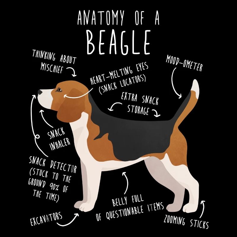 Anatomie des Beagle-Hundes