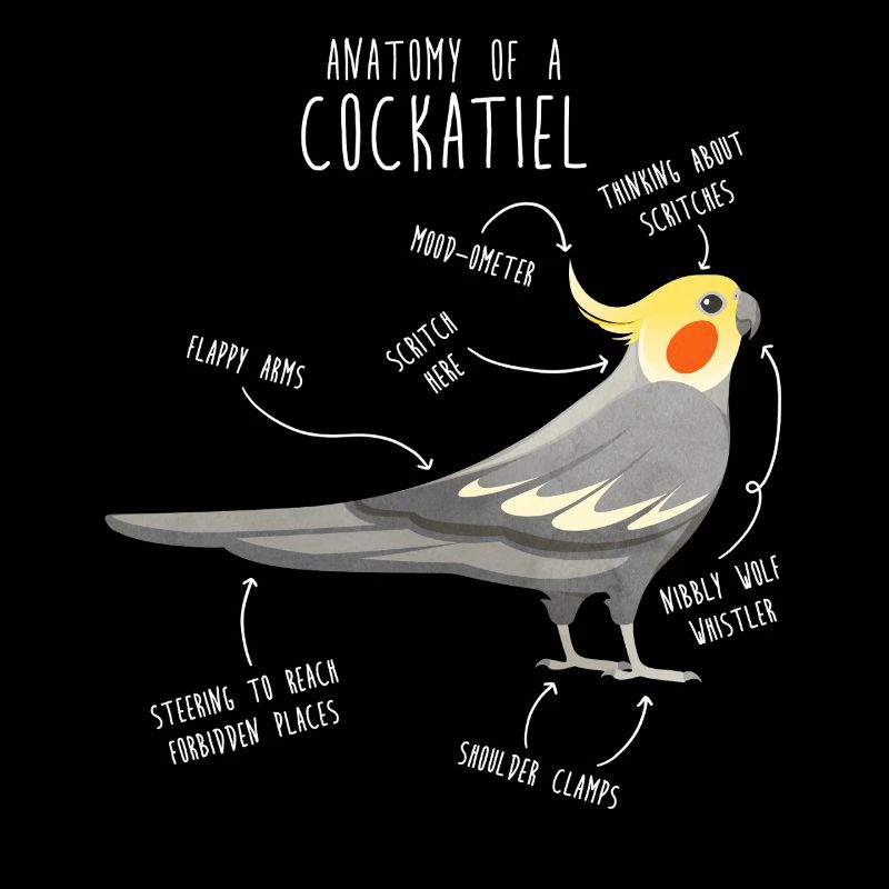 Anatomie de la calopsitte