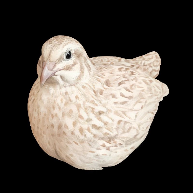 Cinnamon Spotted Quail Nature Illustration