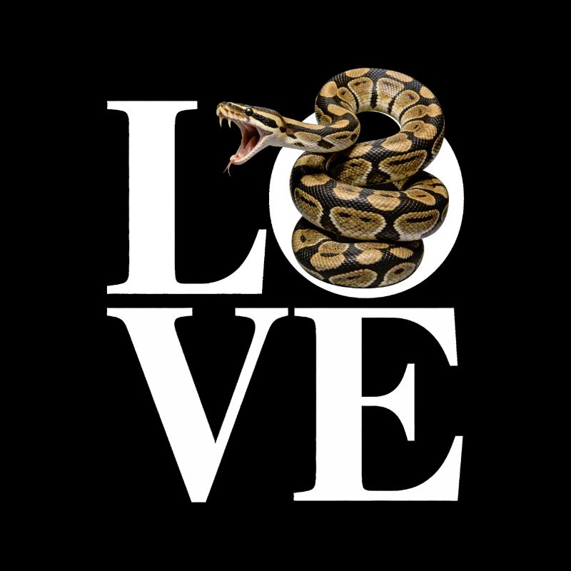 Les serpents rois Python ADORENT les pythons de terrarium