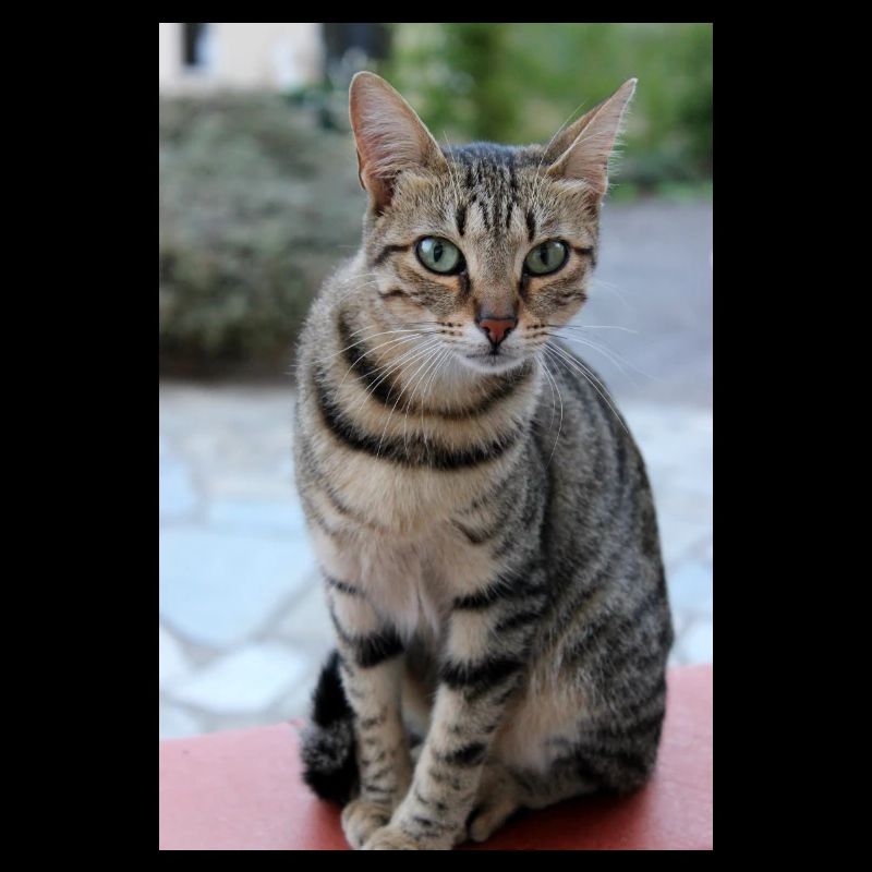 Chat Chaton Poster Chat Poster