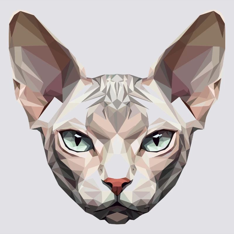 Sphynx Chat Sphynx Chat Chat Canadien Sphinx mignon