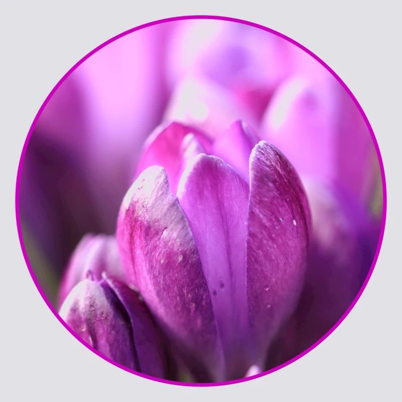 Crocus Crocus Fleurs violettes Crocus Bourgeon de crocus