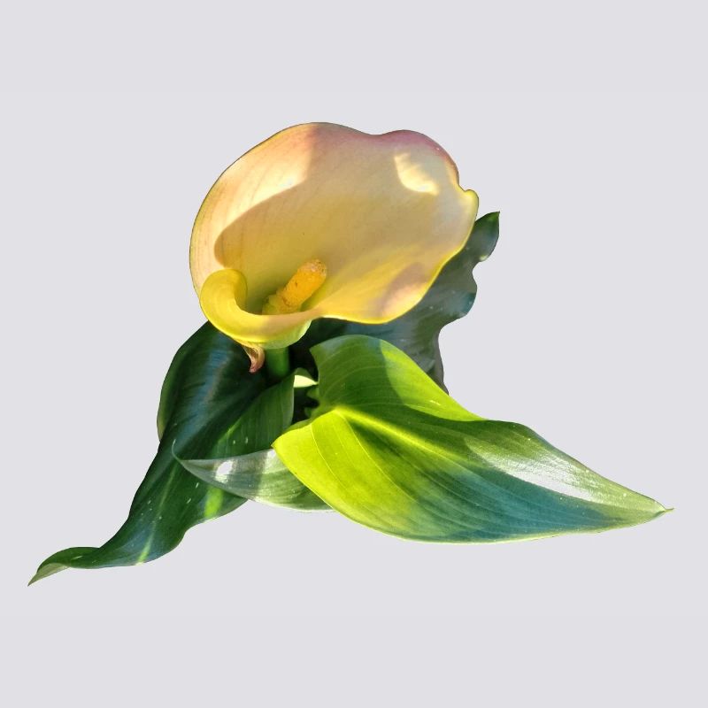 LYS CALLA JAUNE
