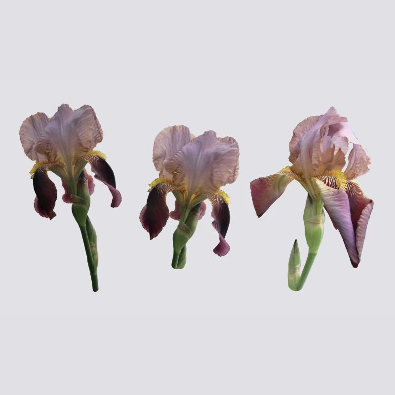 Iris