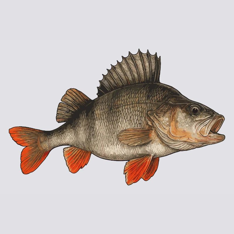 Perche Perche Perche Perche Perche Pêche Perche Perche