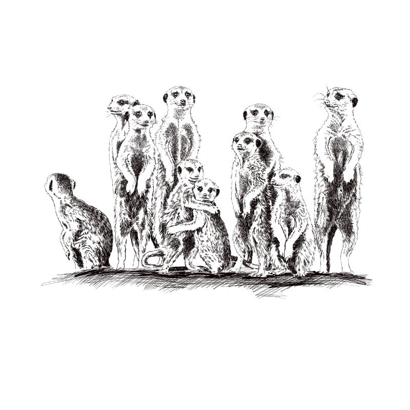 Erdmännchen