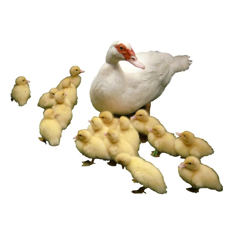 Flying duck with chicks