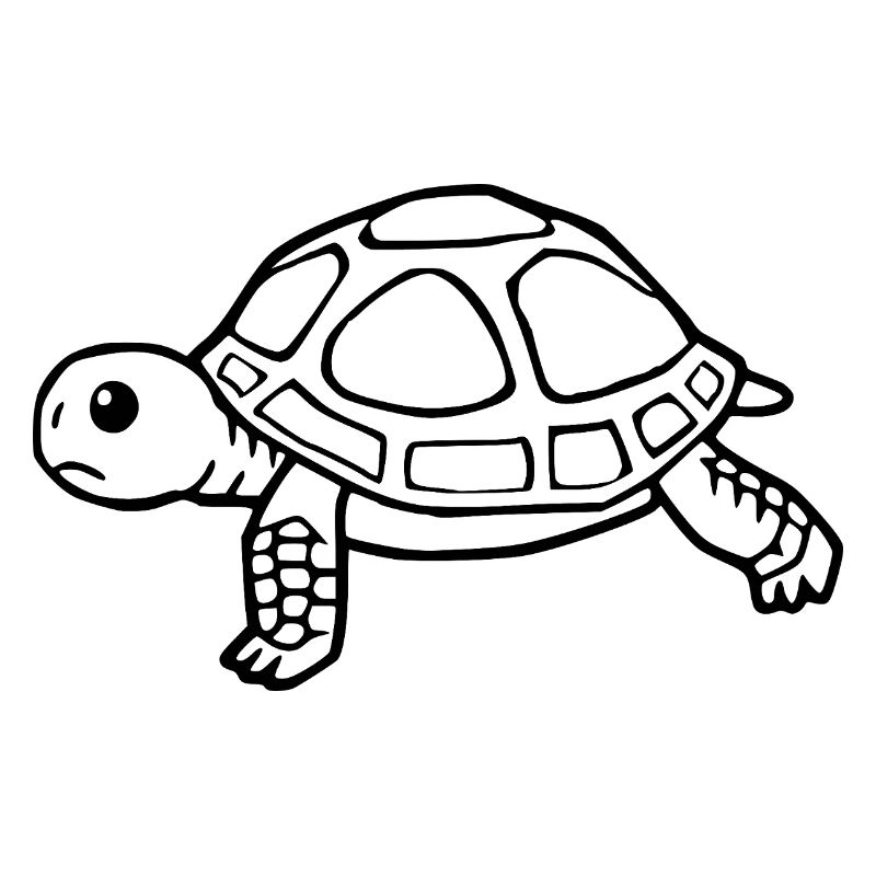 Turtle Turtles