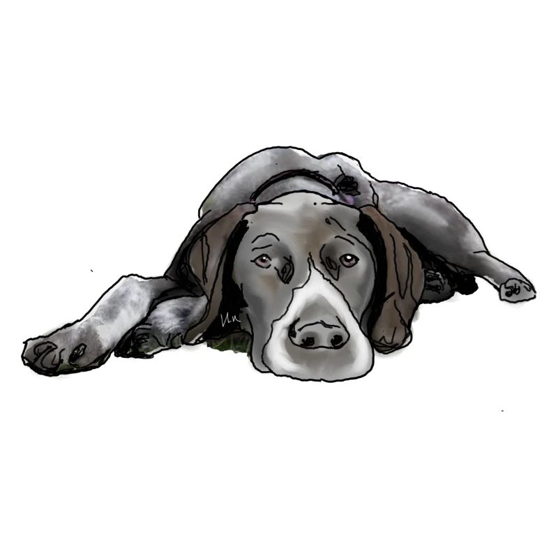 Pointer Deutsch Kurzhaar