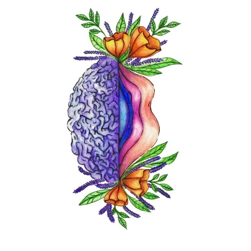 Vulva brain