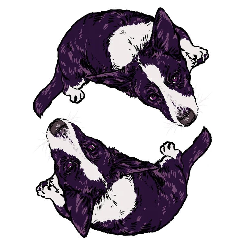 Corgis