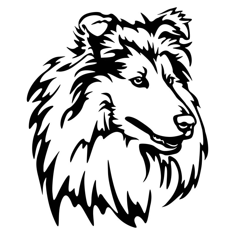 Testa di collie
