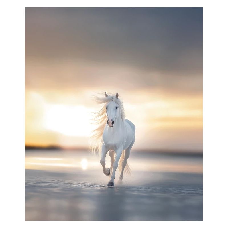 Plage de cheval Coucher de soleil