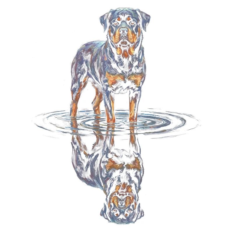 Rottweiler with water reflection